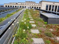 Biodiversité, photovoltaïque : réveillons les énergies qui sommeillent sur nos toits ! toiture,transition écologique de l'habitat