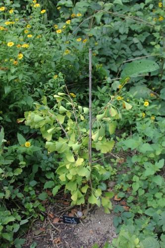 Ginkgo d'or Ginkgo d'or