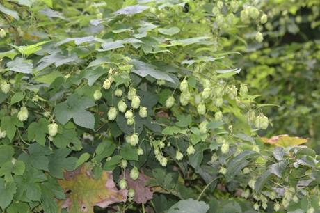 Ginkgo d'or Ginkgo d'or