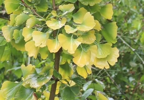 Ginkgo d'or Ginkgo d'or