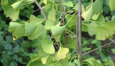 Ginkgo d'or Ginkgo d'or