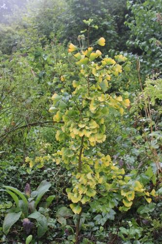 Ginkgo d'or Ginkgo d'or