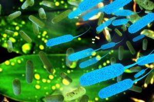 MICROBIOTE et OBESITÉ: La génétique module l'action des bactéries intestinales  – Cell Metabolism