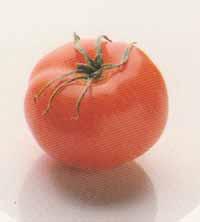 Salade de tomates crues à la farce de cabécous Tomate-w