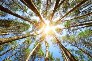 Polyscapes : créez des images géniales à partir de photos et de graphiques landscape