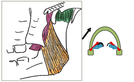 Rôle du muscle ptérygoidien médial dans les dysfonctions cranio-mandibulaires