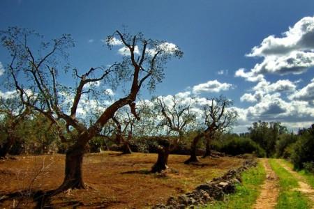 L’industrie des biotechnologies est-elle derrière la destruction des oliviers italiens?