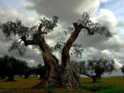 Italy-Olive-Tree-GMO