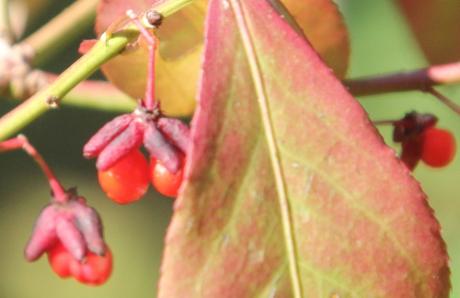 Euonymus alatus et phellomanus Euonymus alatus et phellomanus