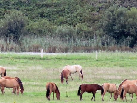 Le parc du Marquenterre Le parc du Marquenterre