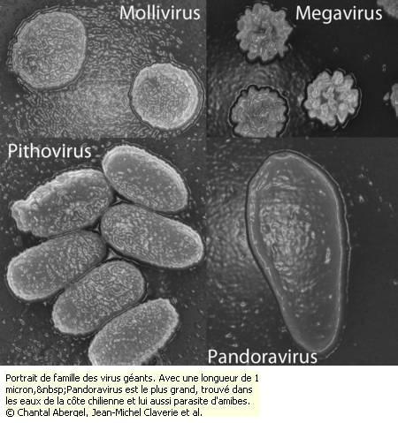 L’Apocalypse par l’invasion de paléovirus géants ?