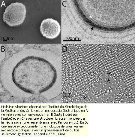 L’Apocalypse par l’invasion de paléovirus géants ? L’Apocalypse par l’invasion de paléovirus géants ?