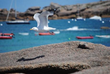 {autres photos} La côte de Trégastel- Côtes d'Armor. 5