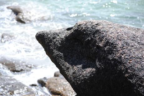 {autres photos} La côte de Trégastel- Côtes d'Armor. 36