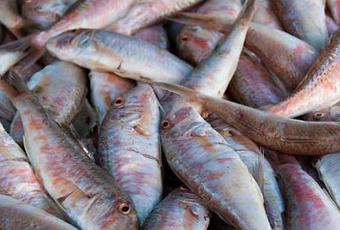 La pêche russe 3.7.4 brème les vaste espaces ruraux