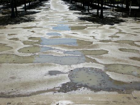La traversée des Tuileries à la nage ... ou presque ! P1180143