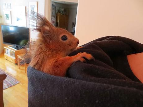 Retrouvé au bord de la route et sérieusement blessé, ce bébé écureuil s’est trouvé une nouvelle famille.