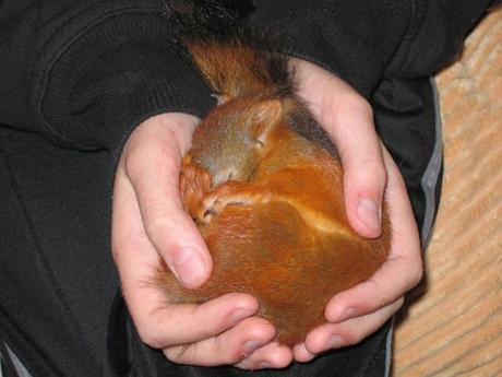 Retrouvé au bord de la route et sérieusement blessé, ce bébé écureuil s’est trouvé une nouvelle famille.