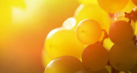 Comment le climat va changer la vigne Certains cépages déjà existants s'avéreront mieux adaptés monde réchauffe.