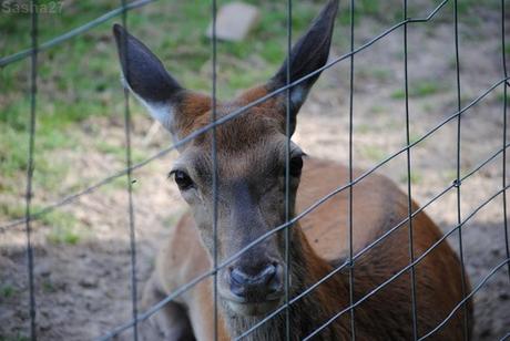 (1) La biche élaphe. 