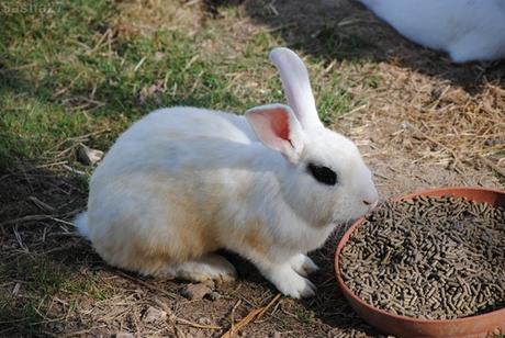 (1) Le lapin blanc de Hoto.