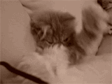 Handicap et ERP : les palpitantes aventures du CERFA 13.824*03 gifa kitten facepalm