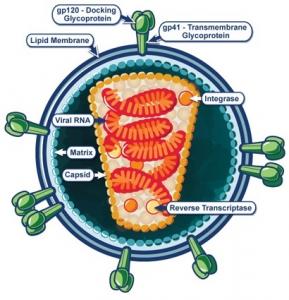VIH: ERManI, la protéine qui bloque la réplication du virus – The Journal of Biological Chemistry