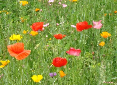 coquelicots coquelicots