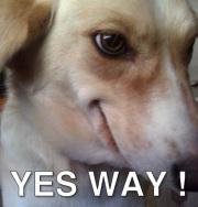 Le bonheur : pas trop vite, pas trop fort yes-way