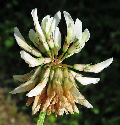 Des trèfles (5) : Trifolium pratense et Trifolium repens