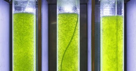 Cette algue capable de produire un carburant propre représente un véritable espoir pour la Terre Cette algue capable de produire un carburant propre représente un véritable espoir pour la Terre