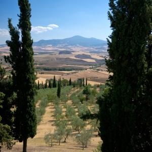 Plantes immunostimulantes cyprès