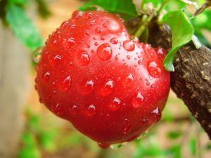 Plantes immunostimulantes acerola-jus