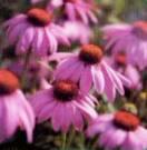 Plantes immunostimulantes echinacea