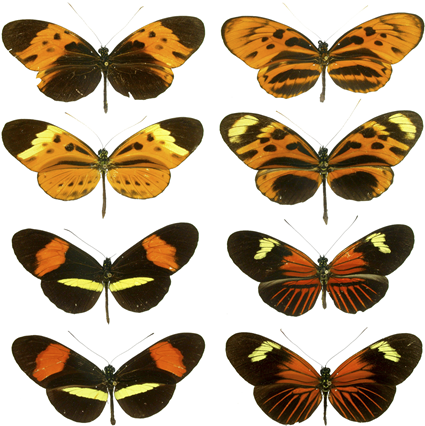 Mimétisme müllerien chez les espèces Heliconius Mimétisme müllerien chez les espèces Heliconius
