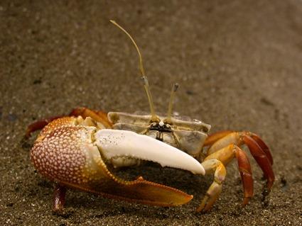 Uca stylifera Uca stylifera