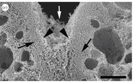 Taphonomie expérimentale Taphonomie expérimentale