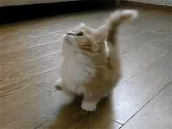 Criss de fif. cat