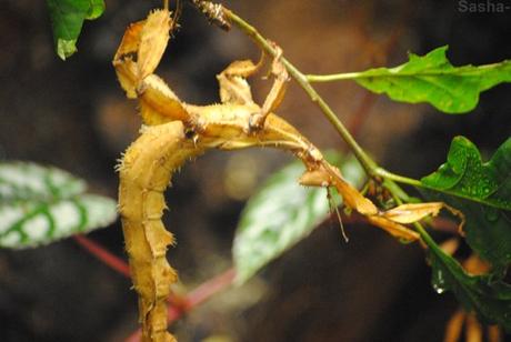 (2) La femelle phasme scorpion.