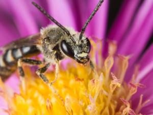 Renforcer son immunité et ses défenses naturelles abeille_ruche