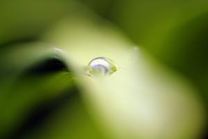 Renforcer son immunité et ses défenses naturelles phytotherapie