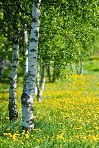 Renforcer son immunité et ses défenses naturelles bouleau