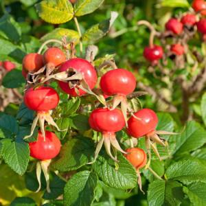 Renforcer son immunité et ses défenses naturelles Kartoffelrose - Rosa rugosa