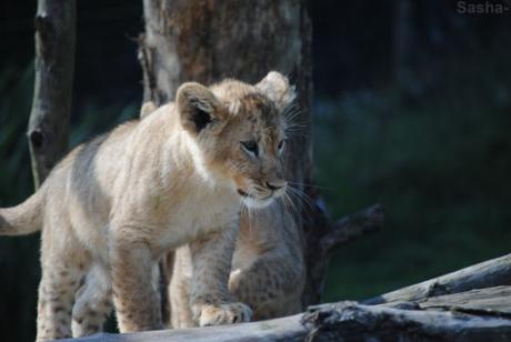 {au cerza /4/} Les lions. (19) Les petites princesses lionnes.