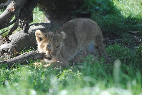 {au cerza /4/} Les lions. (8) Les petites princesses lionnes.