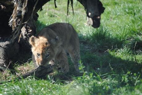{au cerza /4/} Les lions. (32) Les petites princesses lionnes.