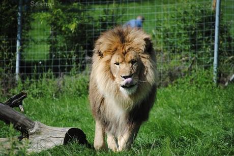 (5) Ramsès, le lion.