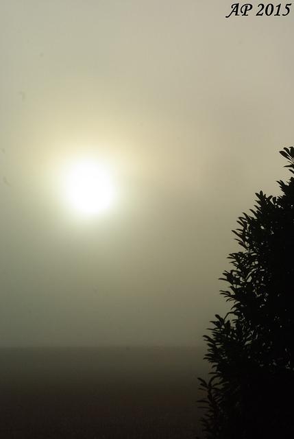 Brouillard matinal / Morning Mist