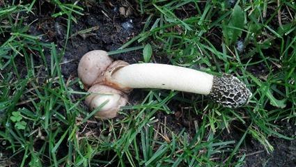 Satyre puant: Phallus impudicus Satyre puant: Phallus impudicus
