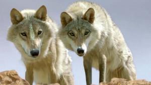 Le Dernier Loup, Jean-Jacques Annaud Le Dernier Loup, Jean-Jacques Annaud